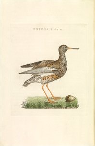 Nederlandsche vogelen (KB) - Tringa totanus (259pl)