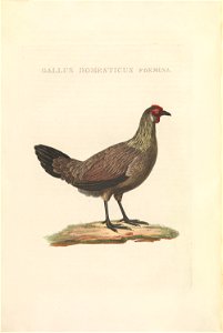 Nederlandsche vogelen (KB) - Gallus gallus (474b). Free illustration for personal and commercial use.