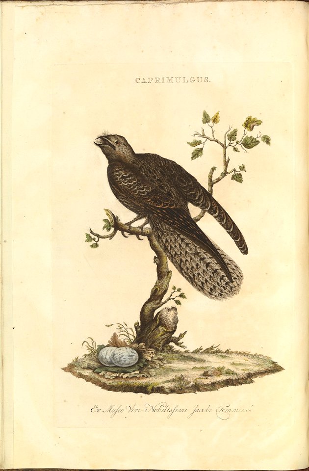 Nederlandsche vogelen (KB) - Caprimulgus europaeus (038b)