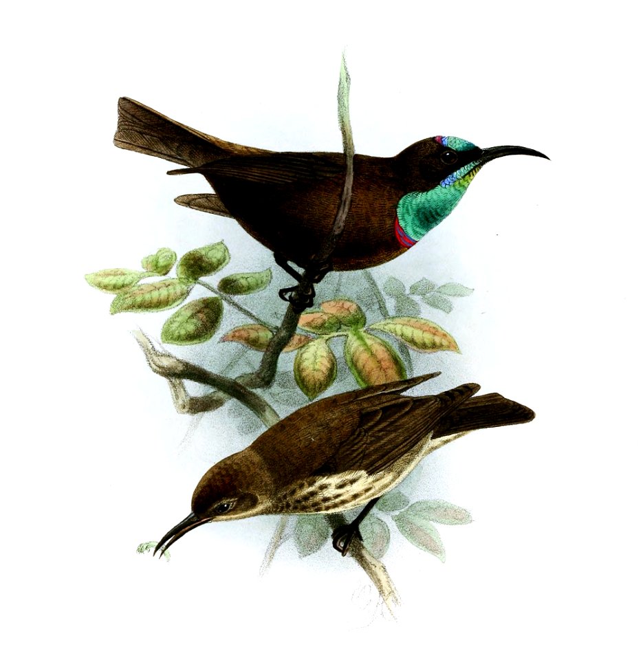Nectarinia rubescens angolensis Keulemans