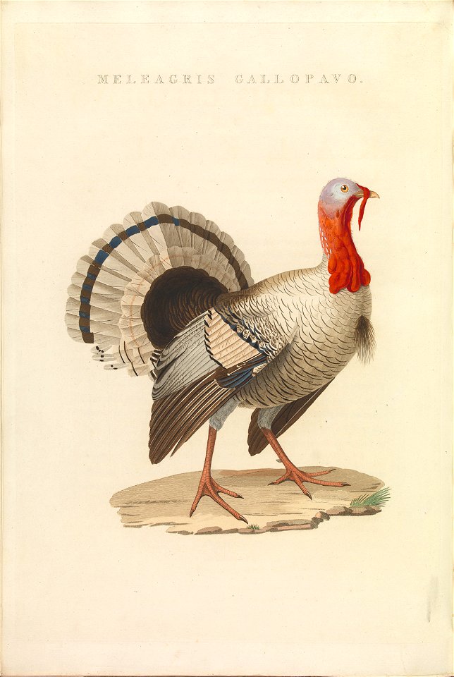 Nederlandsche vogelen (KB) - Meleagris gallopavo (452b)