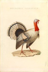Nederlandsche vogelen (KB) - Meleagris gallopavo (452b)