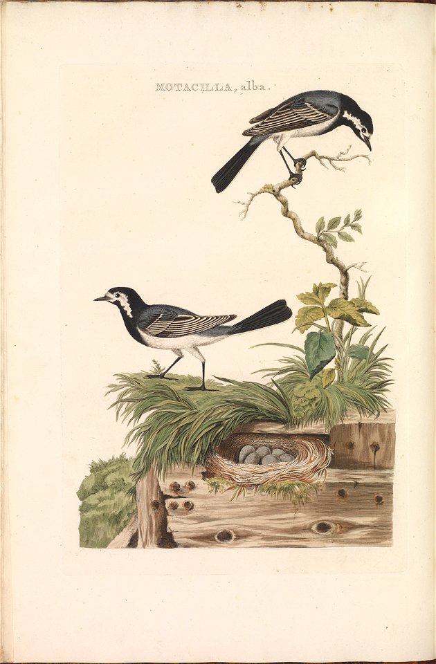 Nederlandsche vogelen (KB) - Motacilla alba (118b)