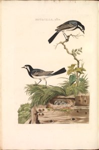 Nederlandsche vogelen (KB) - Motacilla alba (118b). Free illustration for personal and commercial use.