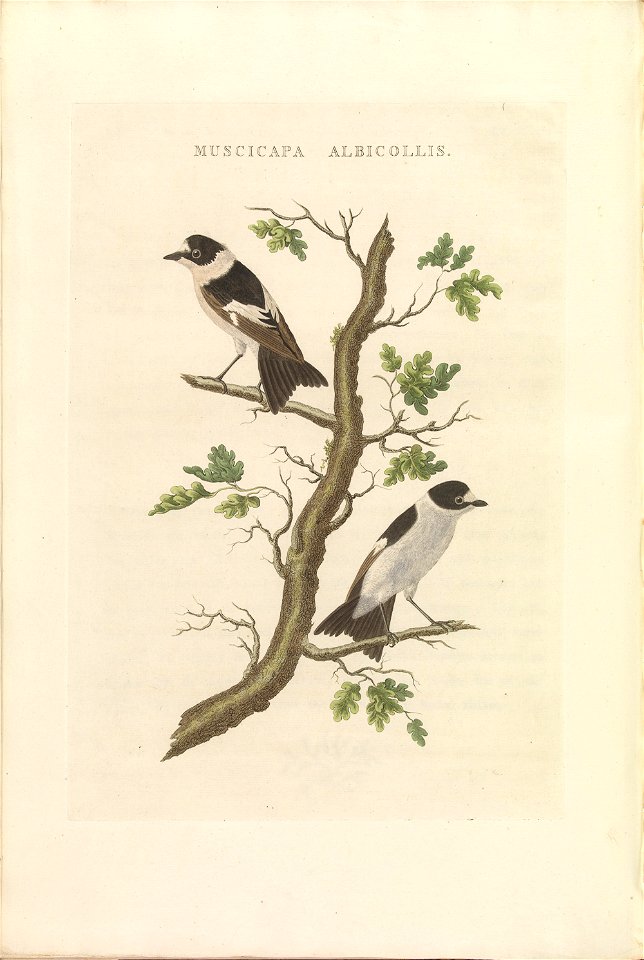 Nederlandsche vogelen (KB) - Ficedula albicollis (450b)