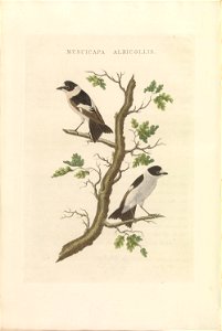Nederlandsche vogelen (KB) - Ficedula albicollis (450b). Free illustration for personal and commercial use.