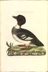 Nederlandsche vogelen (KB) - Bucephala clangula (312b). Free illustration for personal and commercial use.