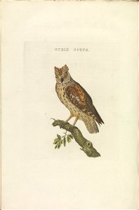 Nederlandsche vogelen (KB) - Otus scops (378b). Free illustration for personal and commercial use.