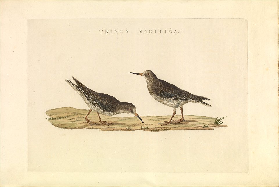 Nederlandsche vogelen (KB) - Calidris maritima (442b)