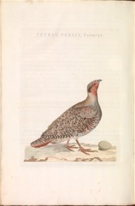 Nederlandsche vogelen (KB) - Perdix perdix (186a)