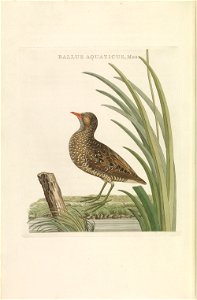 Nederlandsche vogelen (KB) - Porzana porzana (261pl). Free illustration for personal and commercial use.