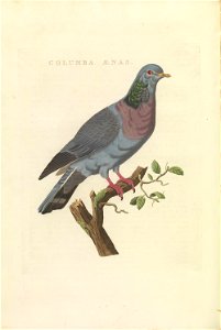 Nederlandsche vogelen (KB) - Columba oenas (406b)