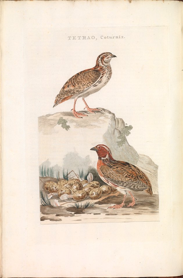 Nederlandsche vogelen (KB) - Coturnix coturnix (142b)