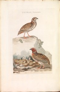 Nederlandsche vogelen (KB) - Coturnix coturnix (142b). Free illustration for personal and commercial use.
