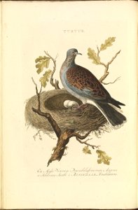 Nederlandsche vogelen (KB) - Streptopelia turtur (010d). Free illustration for personal and commercial use.