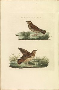 Nederlandsche vogelen (KB) - Lullula arborea (344b)