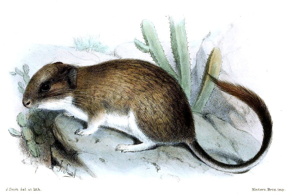 NeoctodonSimonsiSmit