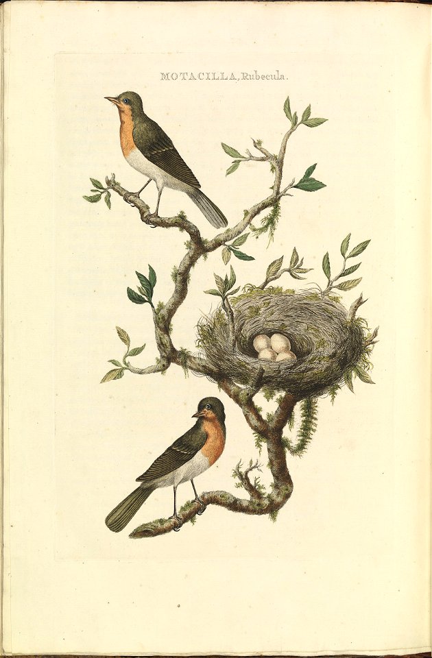 Nederlandsche vogelen (KB) - Erithacus rubecula (086b)