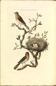 Nederlandsche vogelen (KB) - Erithacus rubecula (086b). Free illustration for personal and commercial use.