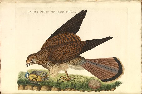 Nederlandsche vogelen (KB) - Falco tinnunculus (308b)