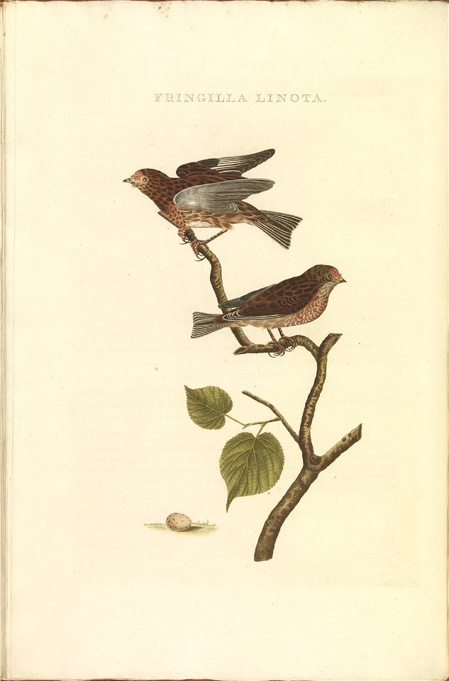 Nederlandsche vogelen (KB) - Acanthis flammea (332b)