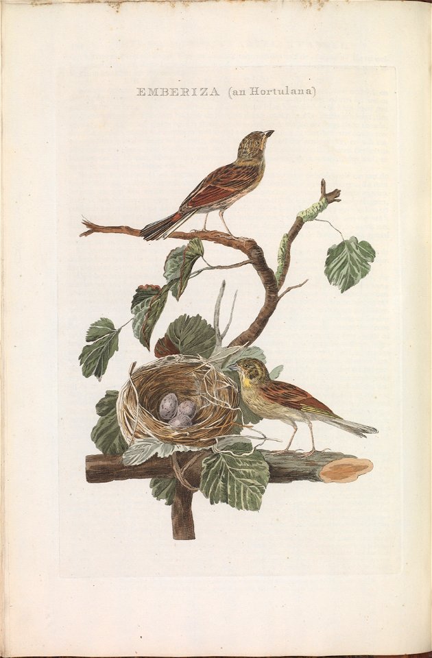 Nederlandsche vogelen (KB) - Emberiza hortulana (144b)