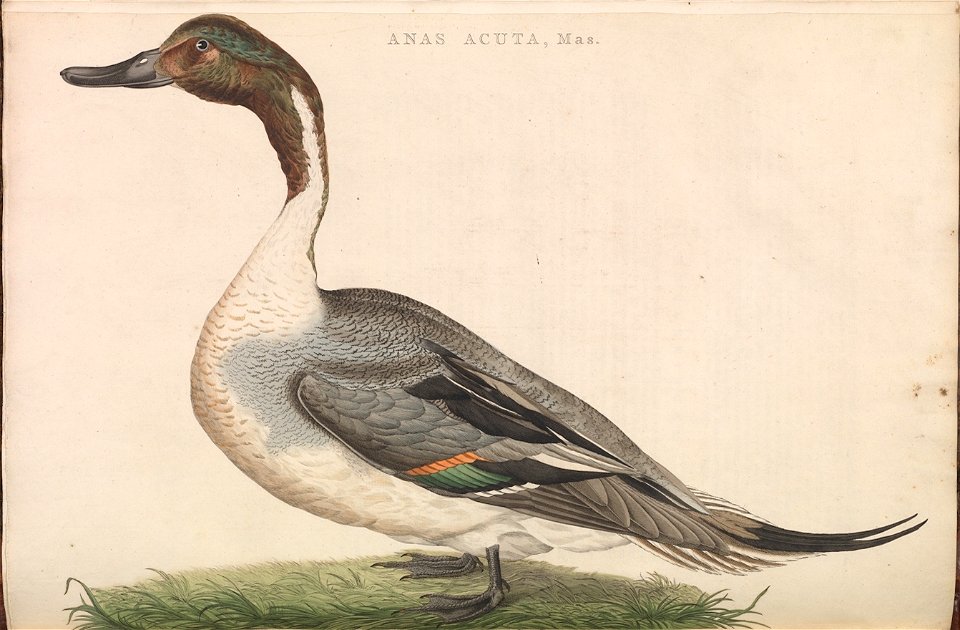 Nederlandsche vogelen (KB) - Anas acuta (176b)