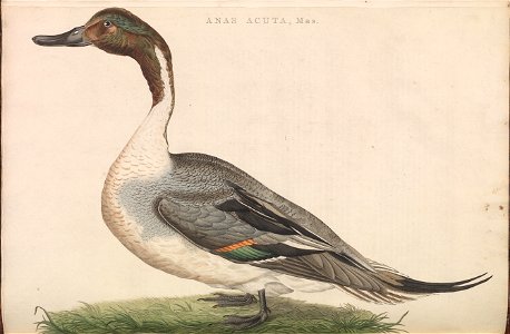 Nederlandsche vogelen (KB) - Anas acuta (176b)