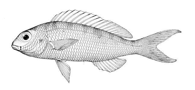 Nemipterus japonicus
