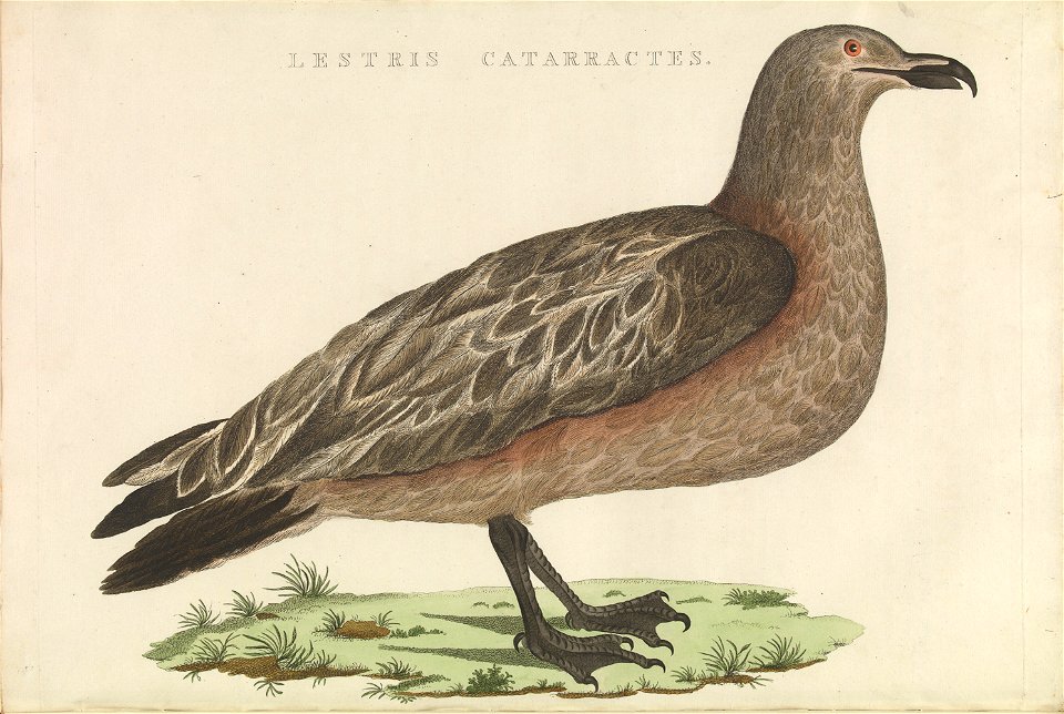 Nederlandsche vogelen (KB) - Stercorarius skua (448b)