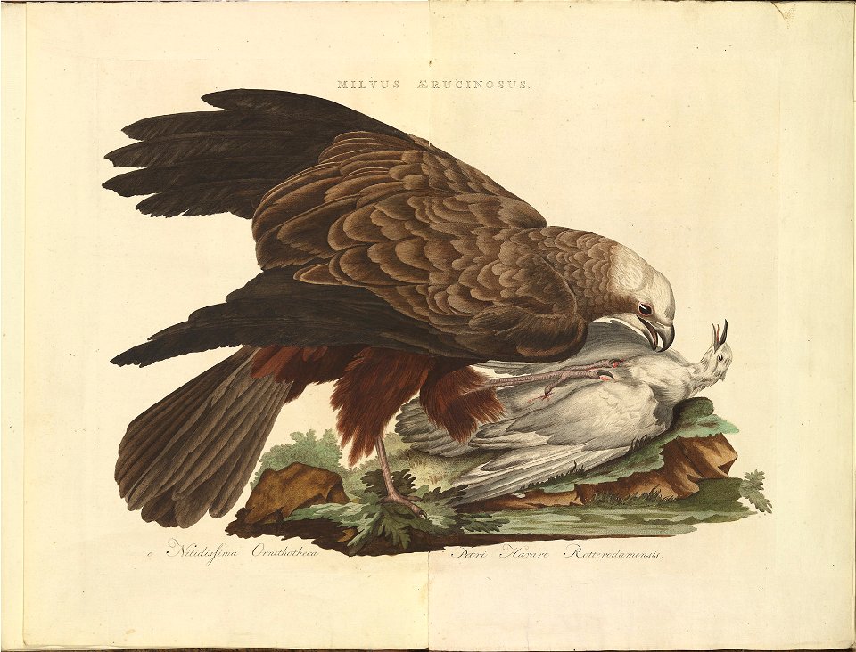 Nederlandsche vogelen (KB) - Circus aeruginosus (014c)