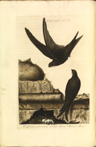 Nederlandsche vogelen (KB) - Apus apus (036b)