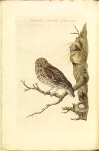 Nederlandsche vogelen (KB) - Athene noctua (068b)