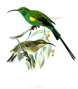 Nectarinia famosa Keulemans