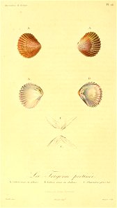 Neotrigonia margaritacea 1831