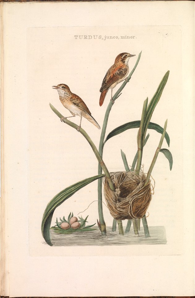 Nederlandsche vogelen (KB) - Acrocephalus schoenobaenus (098b)