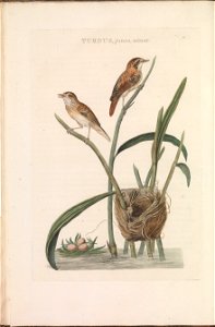 Nederlandsche vogelen (KB) - Acrocephalus schoenobaenus (098b)