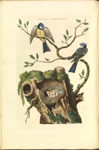 Nederlandsche vogelen (KB) - Cyanistes caeruleus (044b). Free illustration for personal and commercial use.