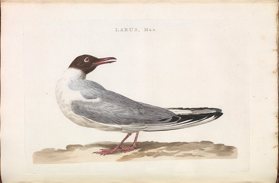 Nederlandsche vogelen (KB) - Chroicocephalus ridibundus (152d)
