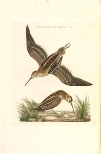 Nederlandsche vogelen (KB) - Lymnocryptes minimus (237pl)