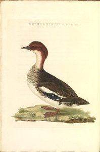 Nederlandsche vogelen (KB) - Mergellus albellus (296b)