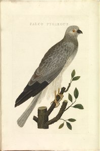 Nederlandsche vogelen (KB) - Circus cyaneus (390b)