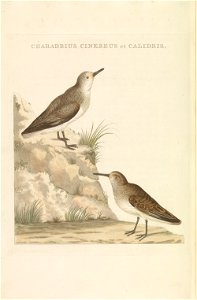 Nederlandsche vogelen (KB) - Calidris alba (283pl)