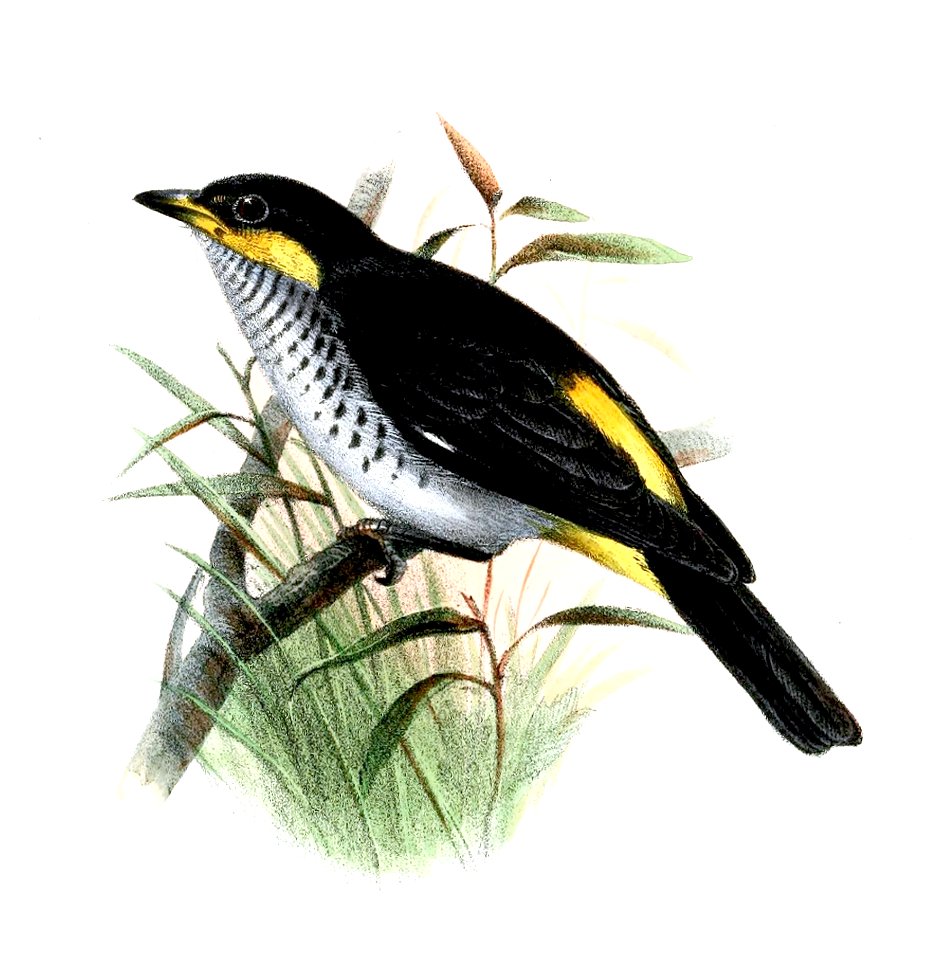 NemosiaAlbigularisWolf