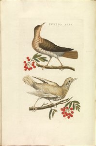 Nederlandsche vogelen (KB) - Turdus philomelos (382b)