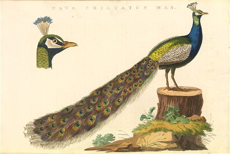 Nederlandsche vogelen (KB) - Pavo cristatus (480b)