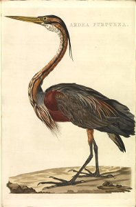 Nederlandsche vogelen (KB) - Ardea purpurea (352b). Free illustration for personal and commercial use.