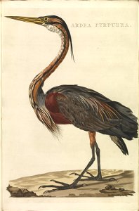 Nederlandsche vogelen (KB) - Ardea purpurea (352b)