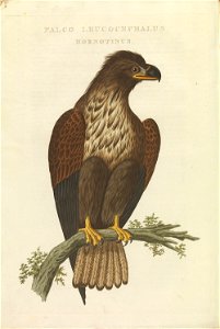 Nederlandsche vogelen (KB) - Haliaeetus albicilla (416b)