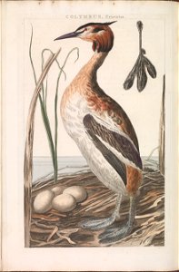 Nederlandsche vogelen (KB) - Podiceps cristatus (168b)